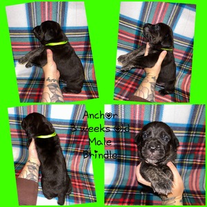 Anchor (Brindle)