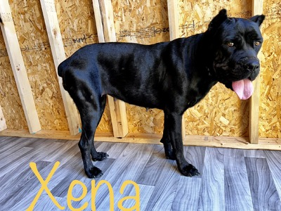 H-Xena Porolissum Cane Corso  (Xena )